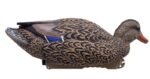 HD mallards