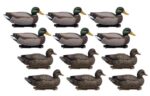 Heinäsorsa mallard 8+4