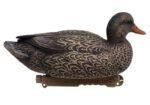 mallard