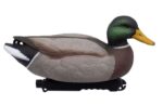 mallard2